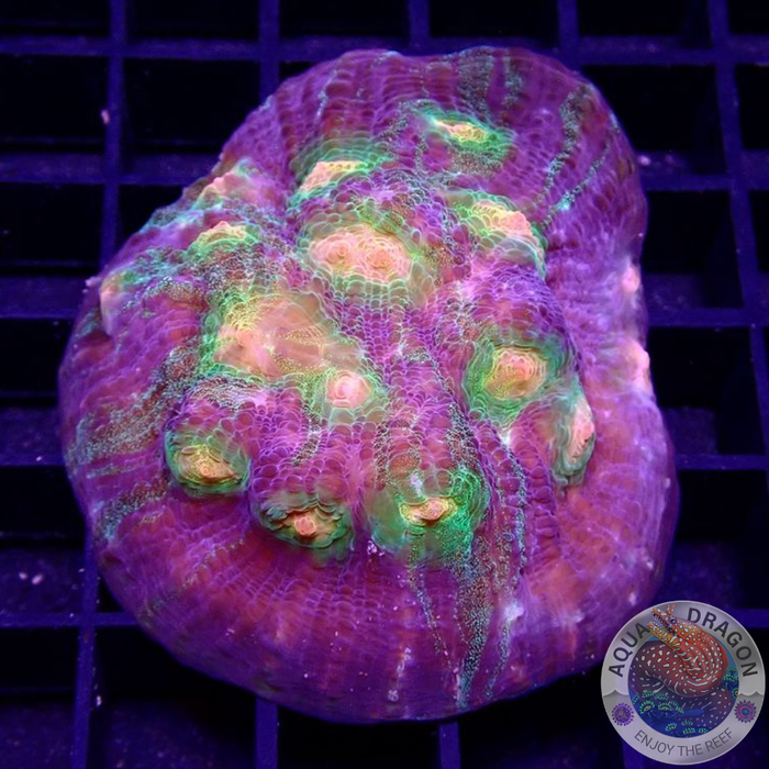 Echinophyllia spp. „Aftershock“