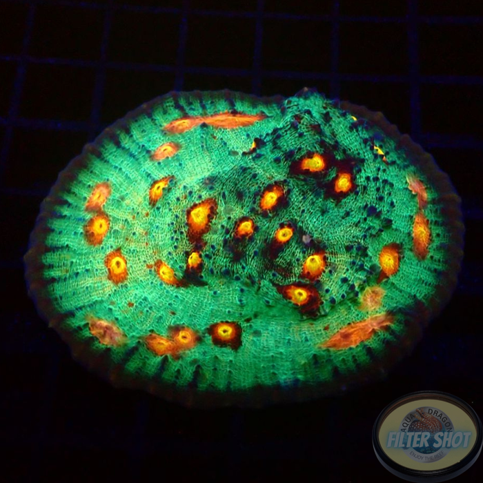 Echinophyllia spp. „Bomb Squad“ WYSIWYG „AD Special“