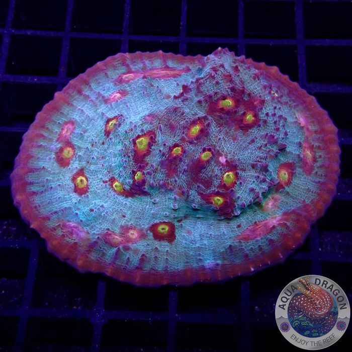 Echinophyllia spp. „Bomb Squad“ WYSIWYG „AD Special“