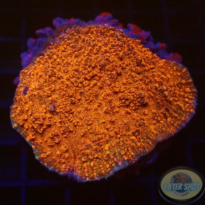 Echinophyllia spp. „Flame“ WYSIWYG