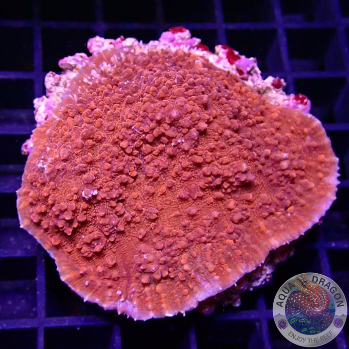 Echinophyllia spp. „Flame“ WYSIWYG