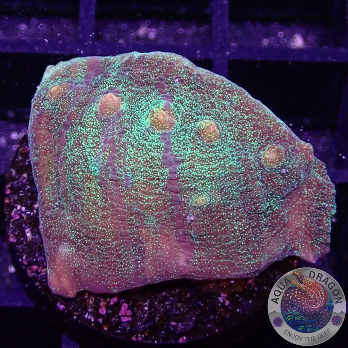 Echinophyllia spp. „Galaxy“ WYSIWYG „AD Special“