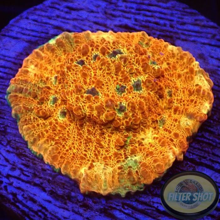 Echinophyllia spp. „Hunter“ WYSIWYG „AD Special“