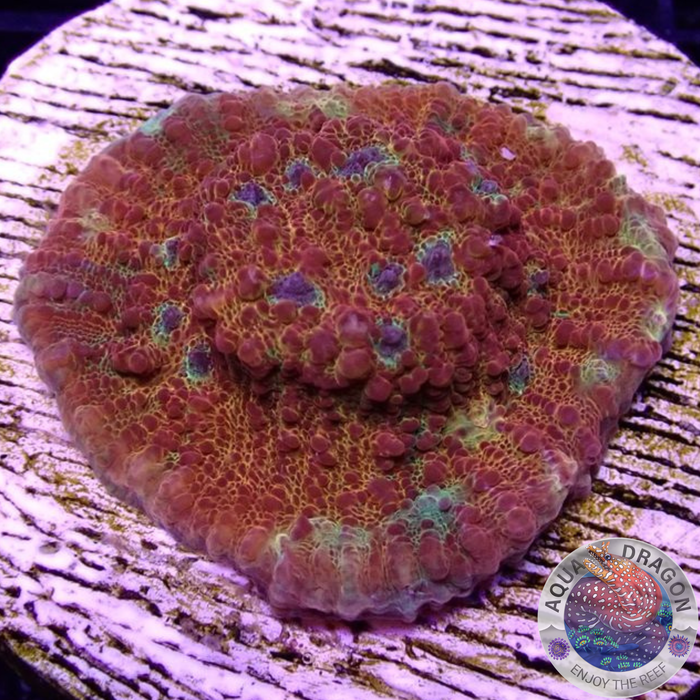 Echinophyllia spp. „Hunter“ WYSIWYG „AD Special“