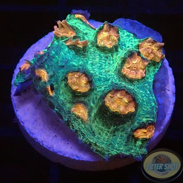 Echinophyllia spp. „Lurch“ AD Special