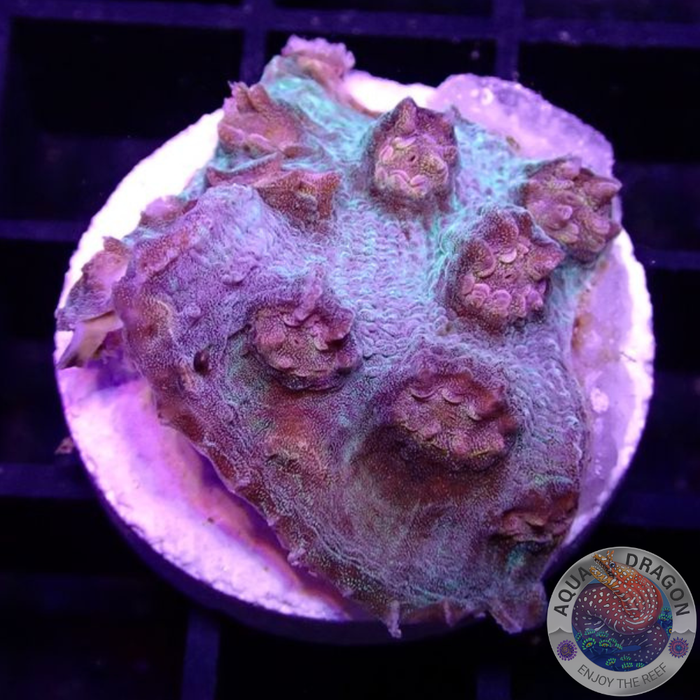 Echinophyllia spp. „Lurch“ AD Special