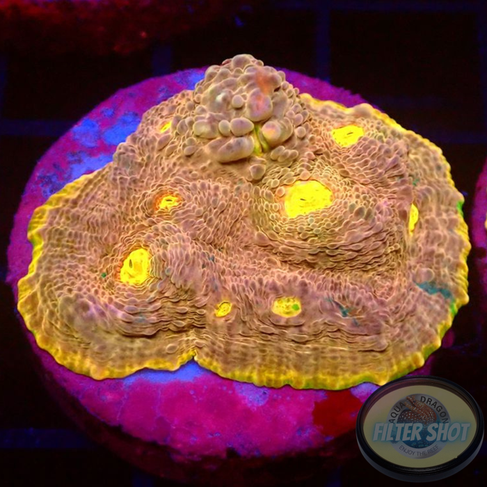 Echinophyllia spp. „Mantras“ WYSIWYG
