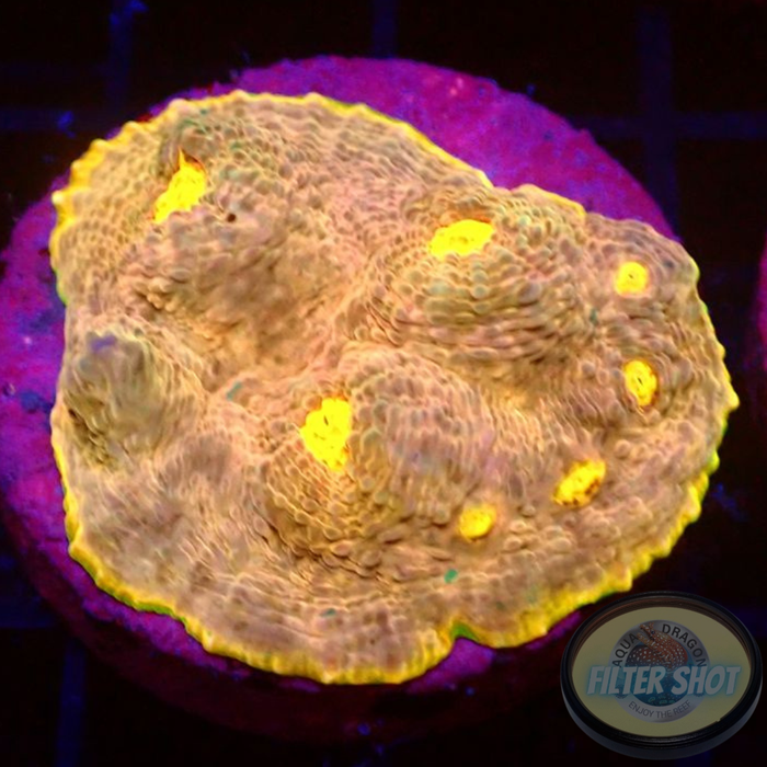 Echinophyllia spp. „Mantras“ WYSIWYG