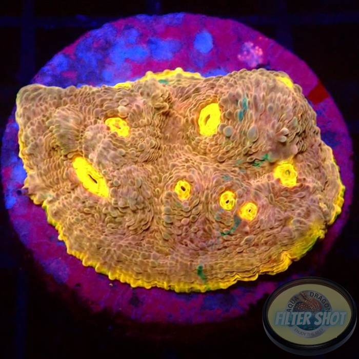 Echinophyllia spp. „Mantras“ WYSIWYG