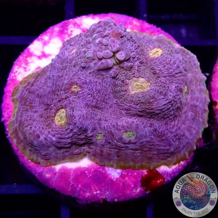 Echinophyllia spp. „Mantras“ WYSIWYG