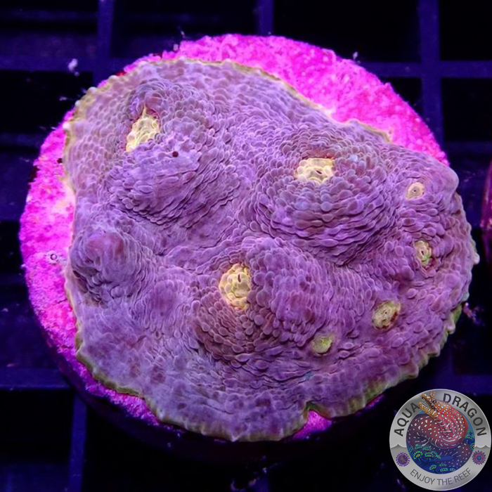 Echinophyllia spp. „Mantras“ WYSIWYG