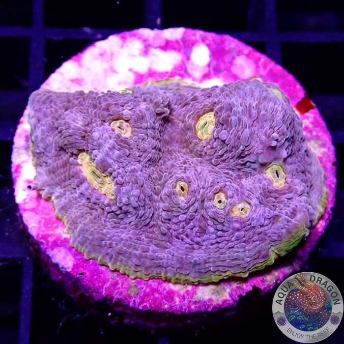 Echinophyllia spp. „Mantras“ WYSIWYG