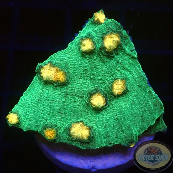 Echinophyllia spp. „Raja“