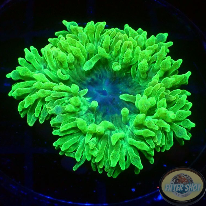 Entacmaea quadricolor „Toxic“