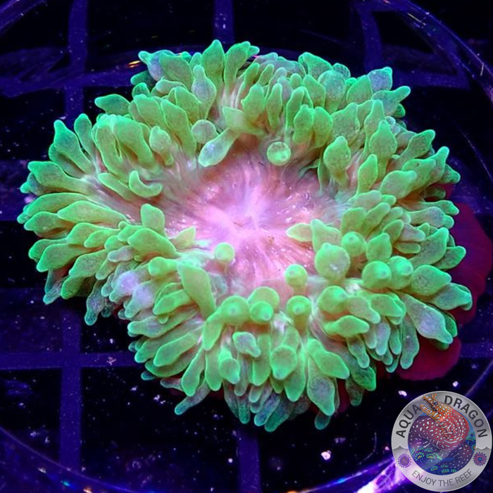 Entacmaea quadricolor „Toxic“