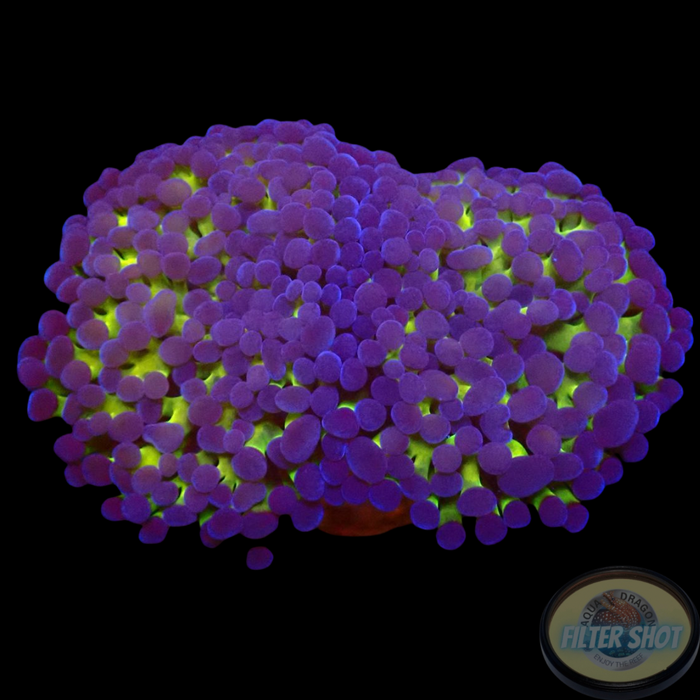 Euphyllia baliensis „Amor“
