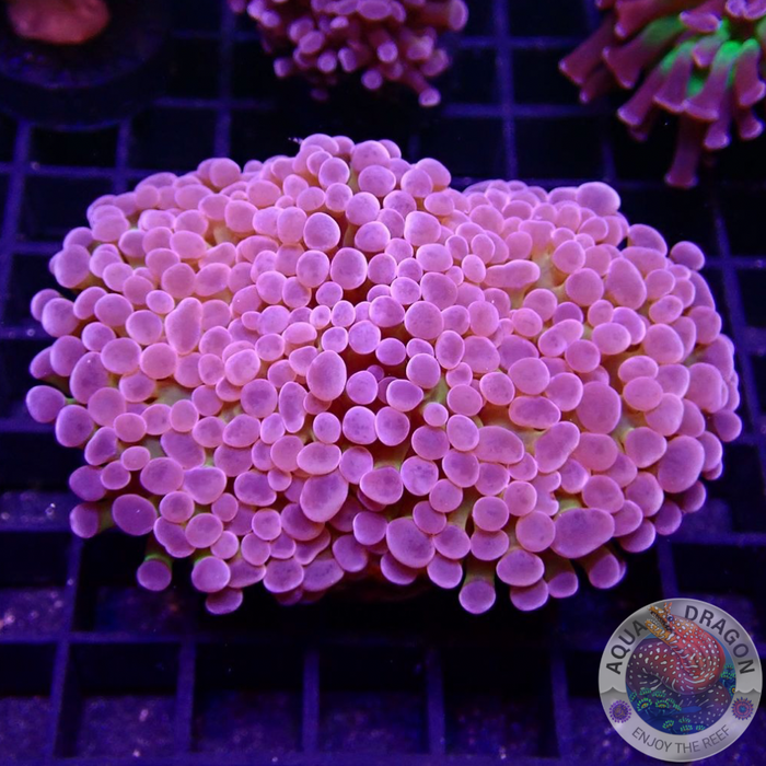 Euphyllia baliensis „Amor“