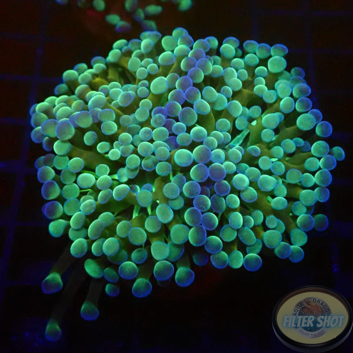Euphyllia baliensis „Banana Split“ WYSIWYG