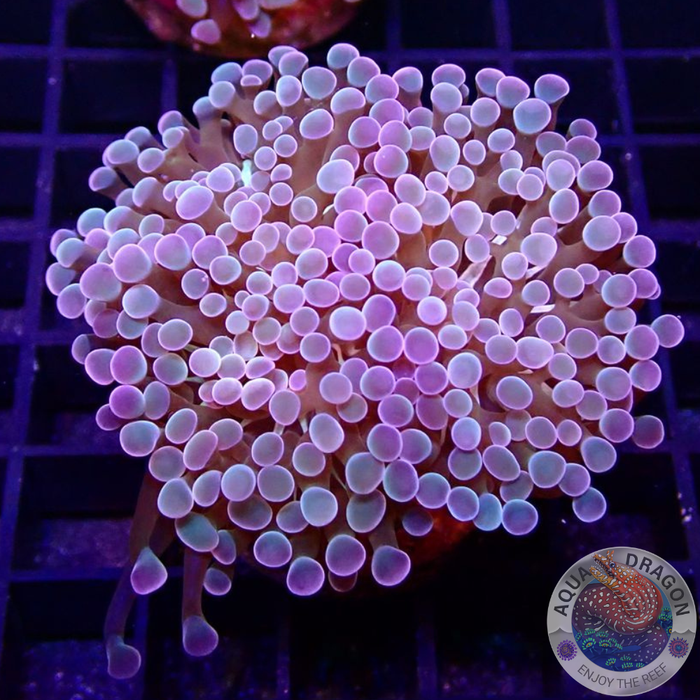 Euphyllia baliensis „Banana Split“ WYSIWYG