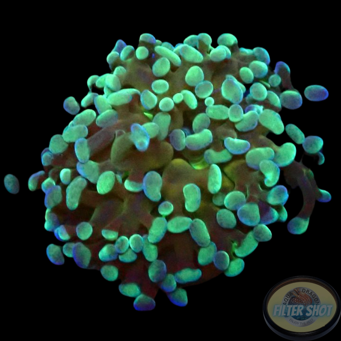 Euphyllia baliensis „Caramel Topper“ WYSIWYG