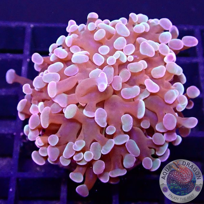 Euphyllia baliensis „Caramel Topper“ WYSIWYG