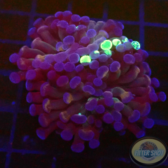 Euphyllia baliensis „Grafted Voodoo“ WYSIWYG „AD Special“