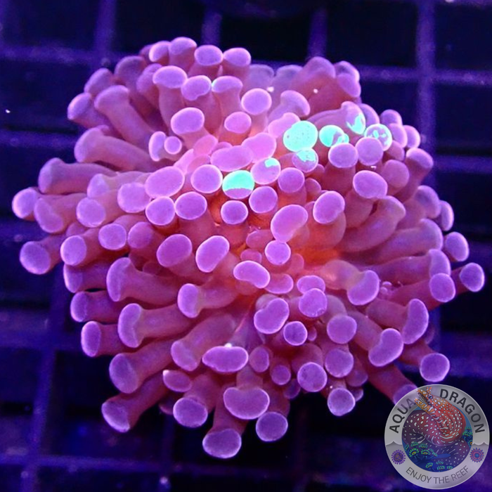Euphyllia baliensis „Grafted Voodoo“ WYSIWYG „AD Special“