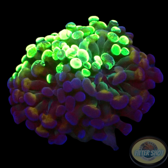 Euphyllia baliensis„Grafted Voodoo“ WYSIWYG „AD Special“