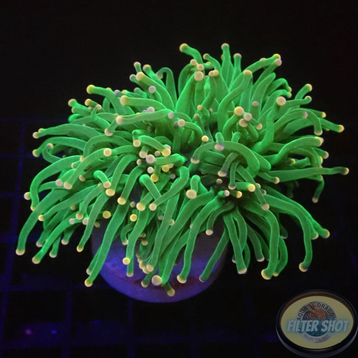 Euphyllia glabrescens „Cotton Candy“ AD Special