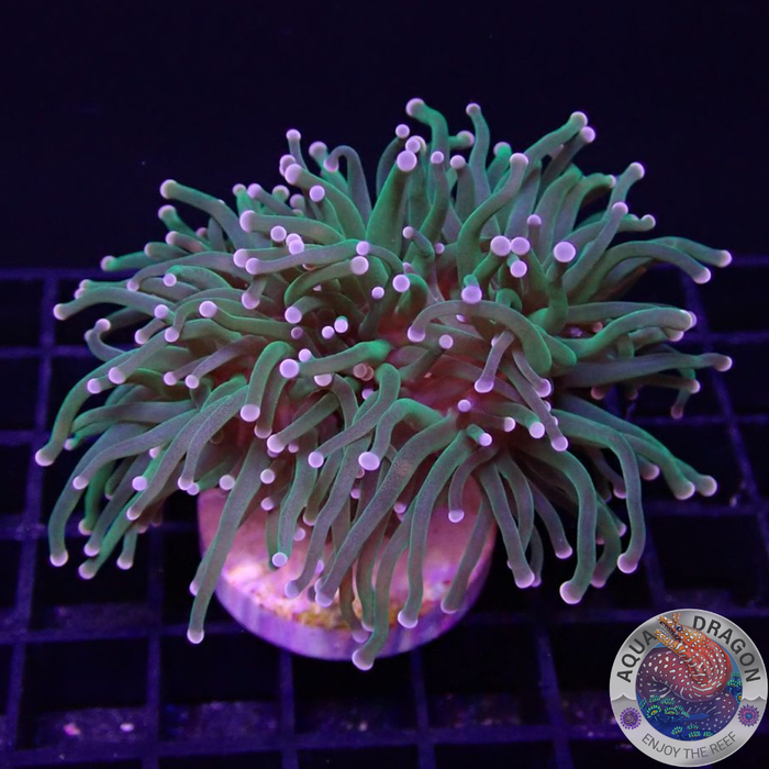Euphyllia glabrescens „Cotton Candy“ AD Special