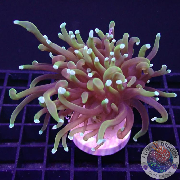 Euphyllia glabrescens „Golden Dragon“ 🐉 „AD Special“