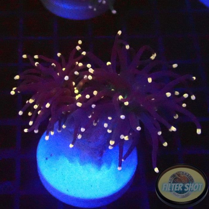 Euphyllia glabrescens „Jamaika“ AD Special