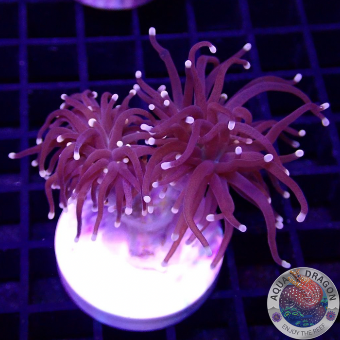 Euphyllia glabrescens „Jamaika“ AD Special