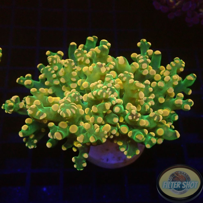 Euphyllia paradivisa „Grape Frog“ WYSIWYG „AD Special“