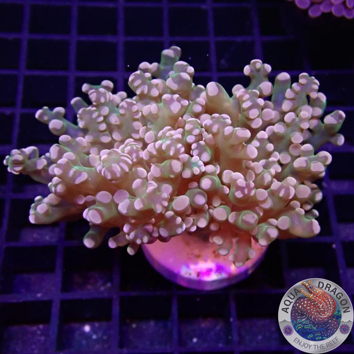 Euphyllia paradivisa „Grape Frog“ WYSIWYG „AD Special“