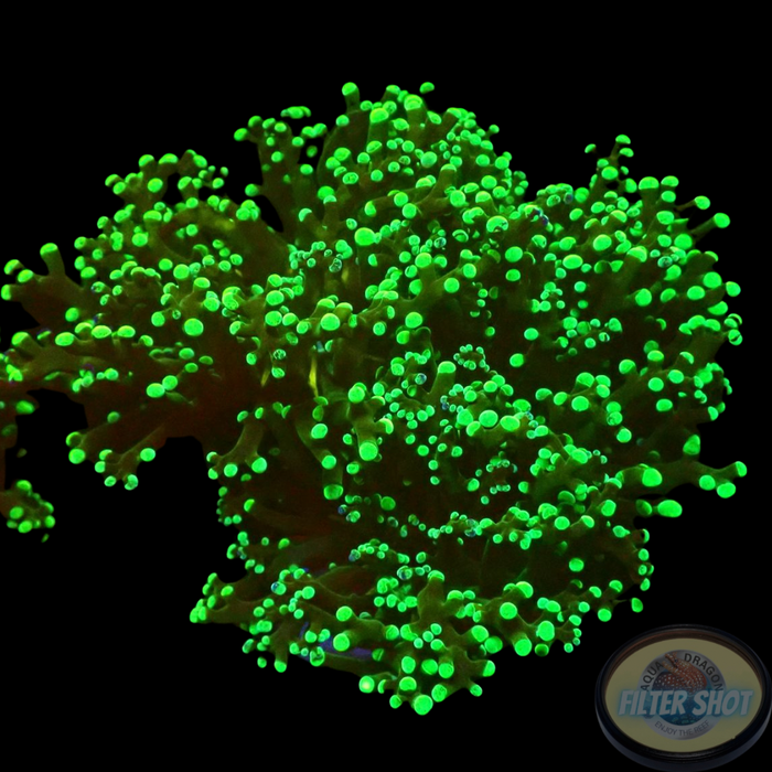 Euphyllia paradivisa „Toxic Frog“
