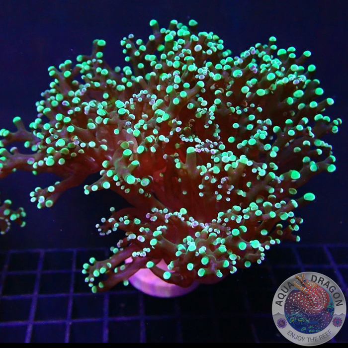 Euphyllia paradivisa „Toxic Frog“