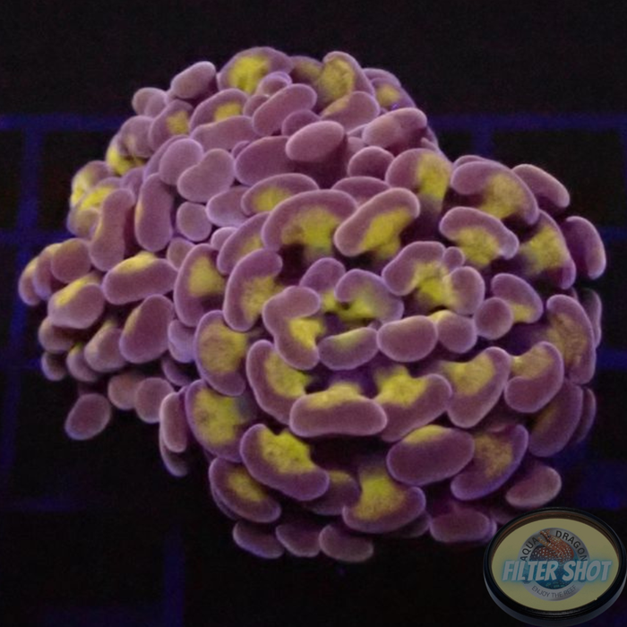 Euphyllia spp. „Mystic“ AD Special