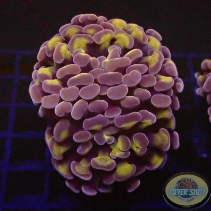 Euphyllia spp. „Mystic“ AD Special