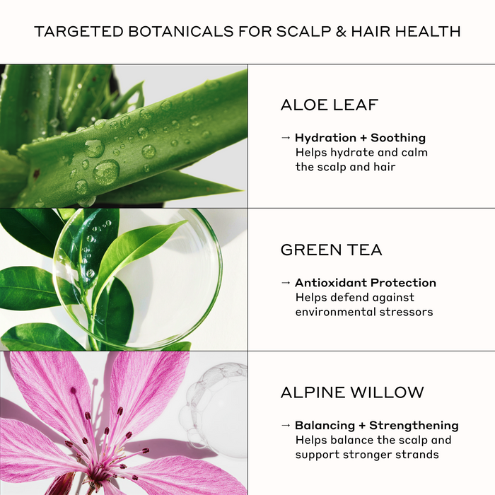 Zenagen Evolve Shampoo and Conditioner Duo key ingredients infographic highlighting the scalp and hair health benefits of Aloe Leaf, Green Tea, and Alpine Willow.