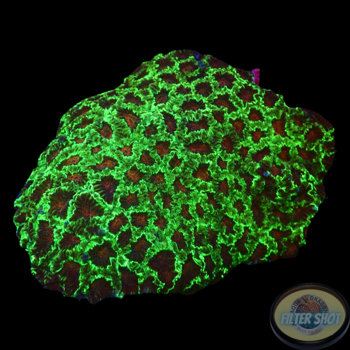 Favia spp. „Blood Crystal“ WYSIWYG