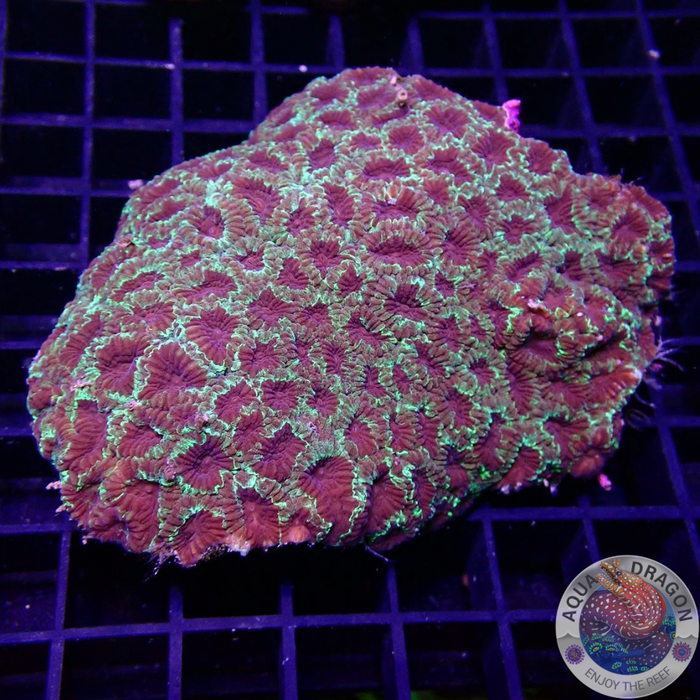 Favia spp. „Blood Crystal“ WYSIWYG