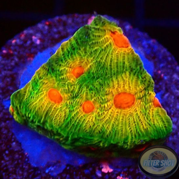 Favia spp. „Candy Corn“