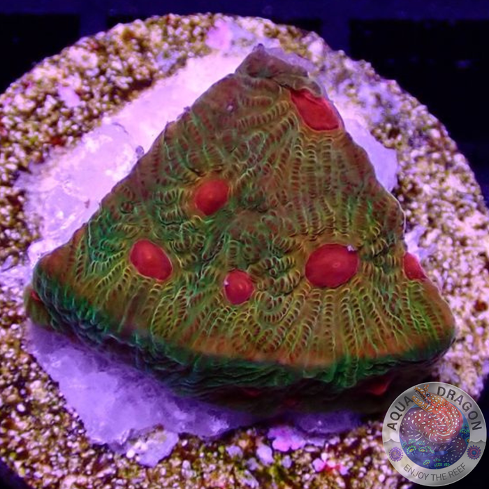 Favia spp. „Candy Corn“