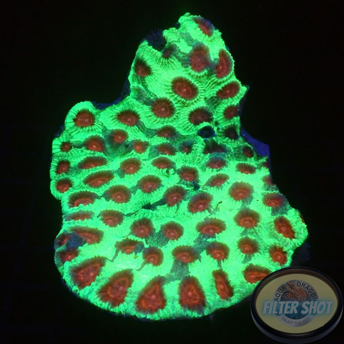 Favia spp. „Christmas Punch“ WYSIWYG „AD Special“
