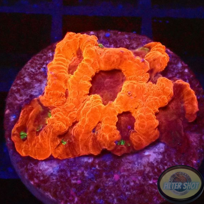 Favia spp. „Flaming Dragon“ AD Special“