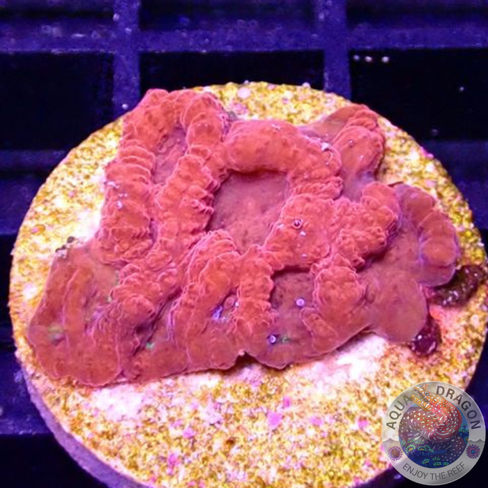 Favia spp. „Flaming Dragon“ AD Special“