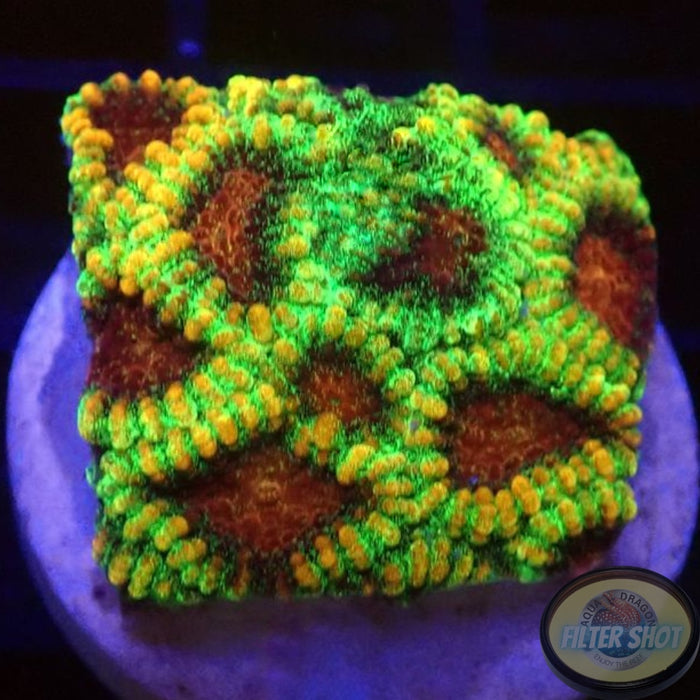 Favia spp. „Prodigy“ AD Special