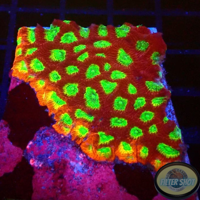 Favia spp. „Spicy Lemon“ AD Special