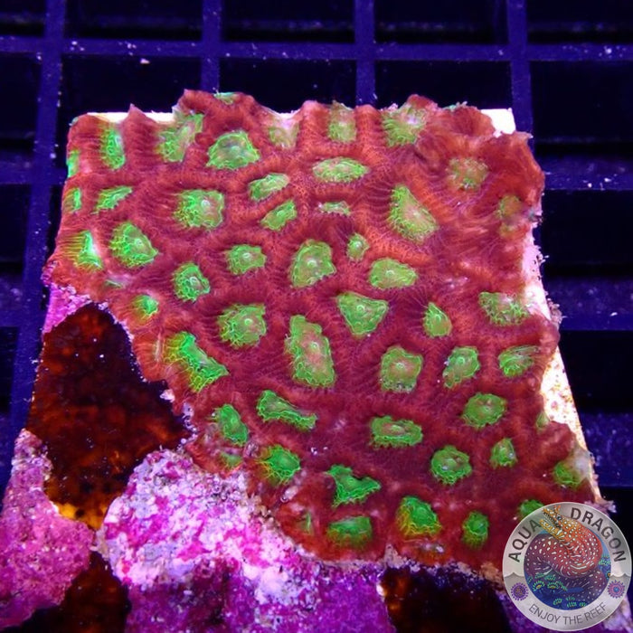 Favia spp. „Spicy Lemon“ AD Special
